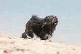 PETIT CHIEN LION 142